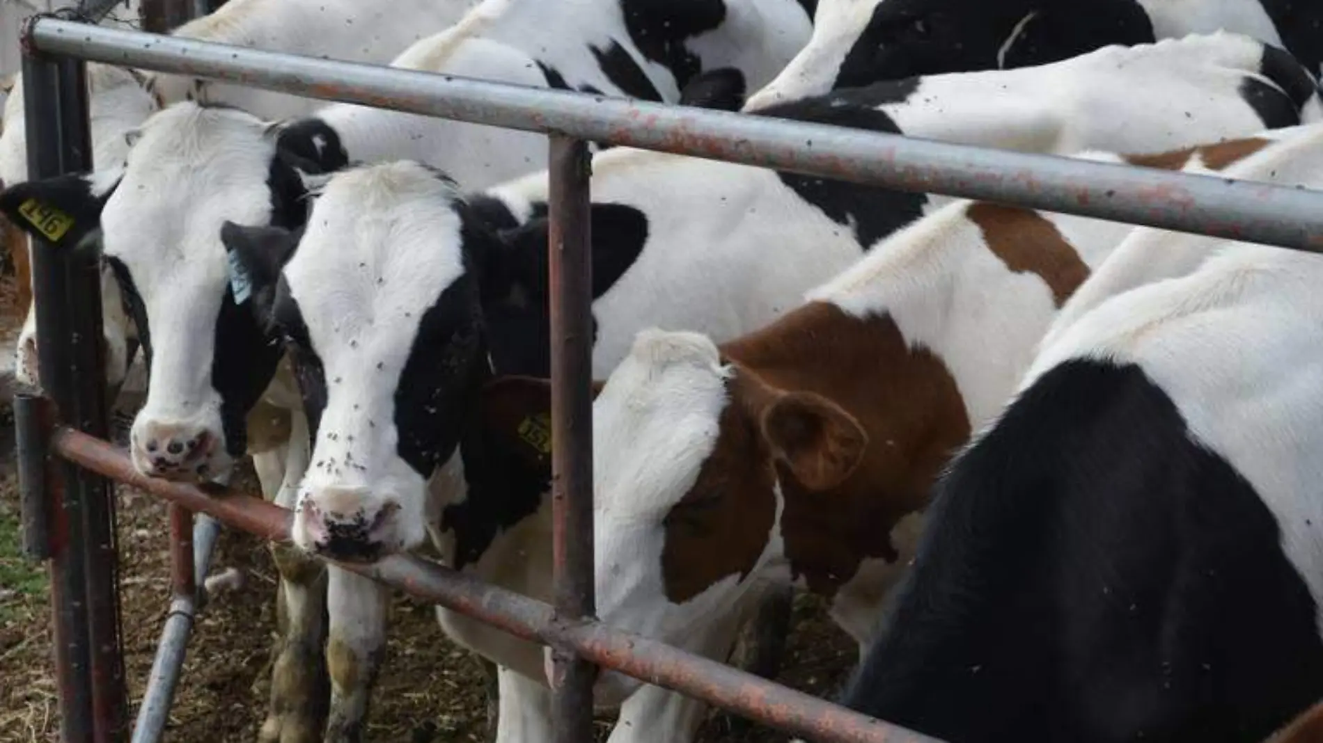 Ganaderia, afectada por falta de lluvias (1)